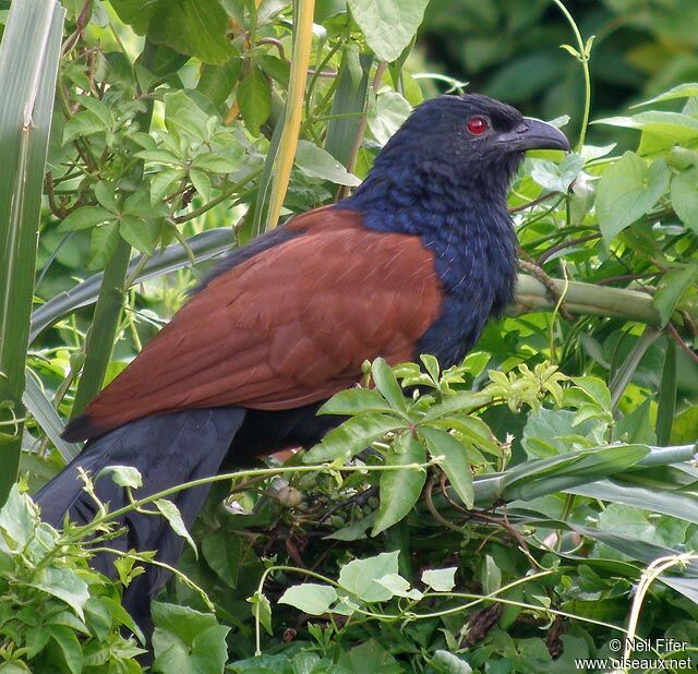 Grand Coucal