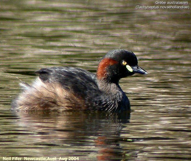 Australasian Grebe