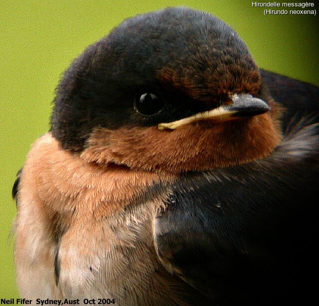 Hirondelle messagère