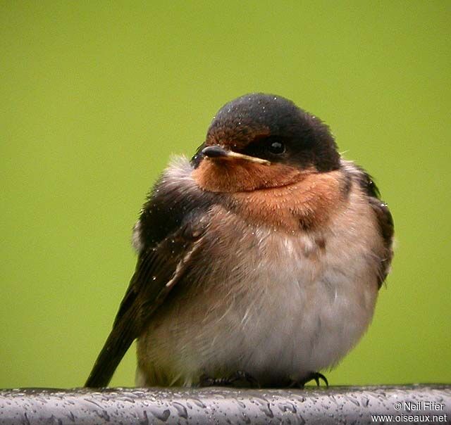 Hirondelle messagère