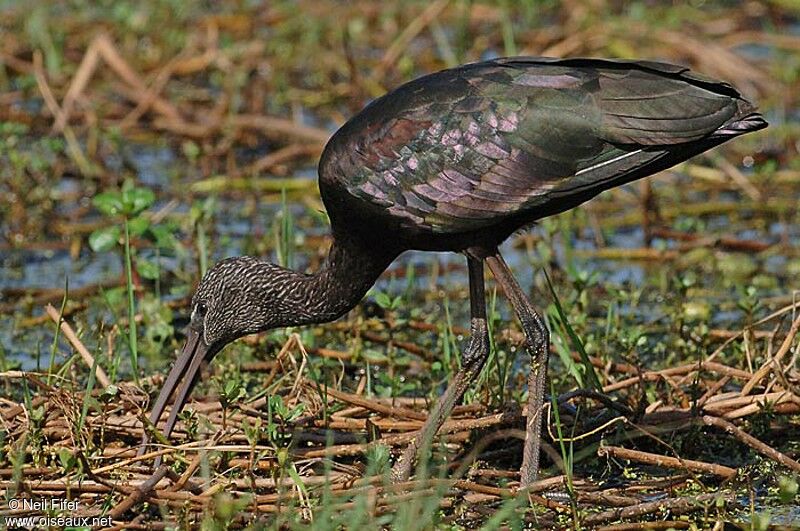 Ibis falcinelle