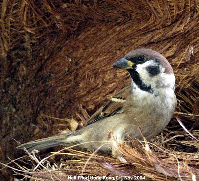 Eurasian Tree Sparrow