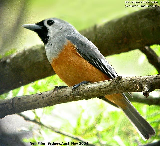 Black-faced Monarch