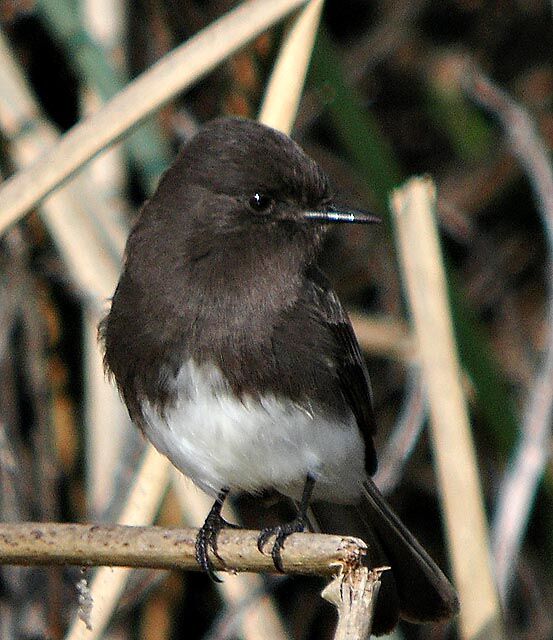 Black Phoebe