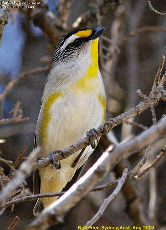 Pardalote à point jaune