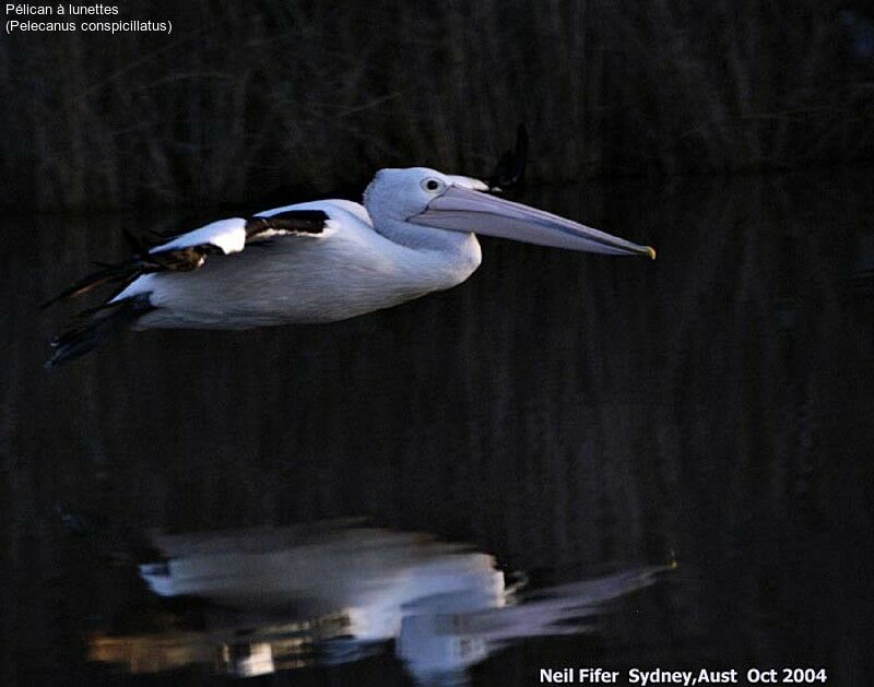 Australian Pelican