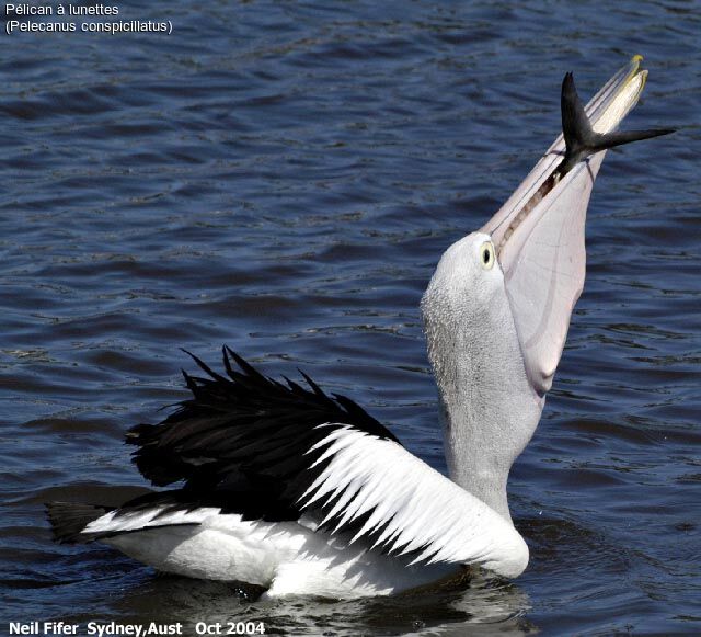 Australian Pelican