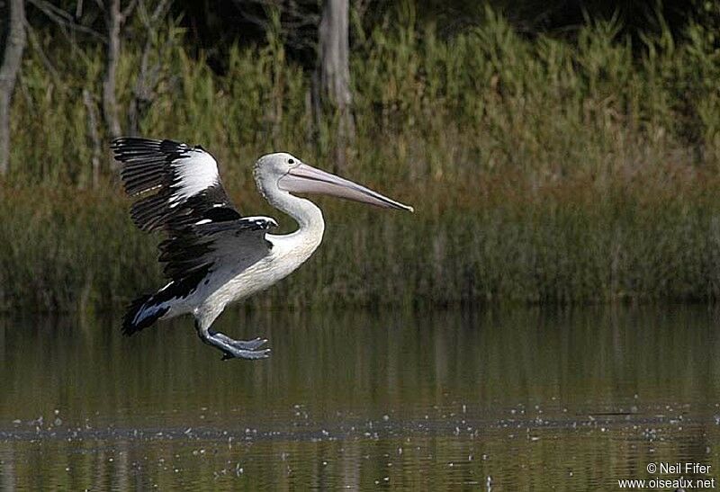 Australian Pelican