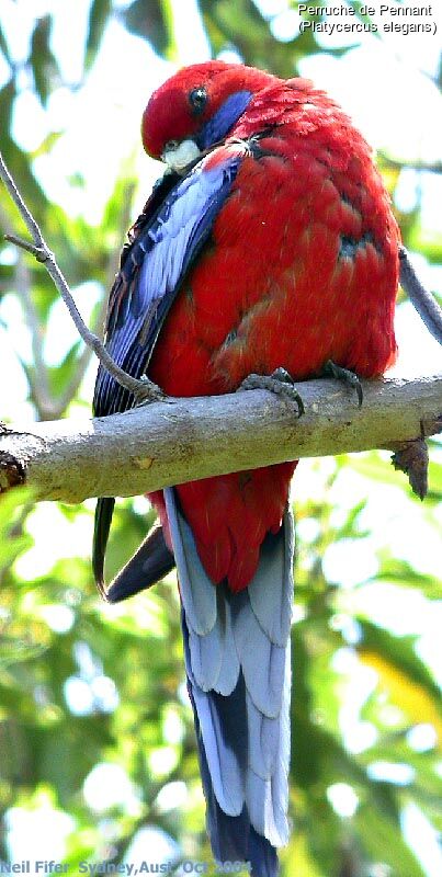 Perruche de Pennant