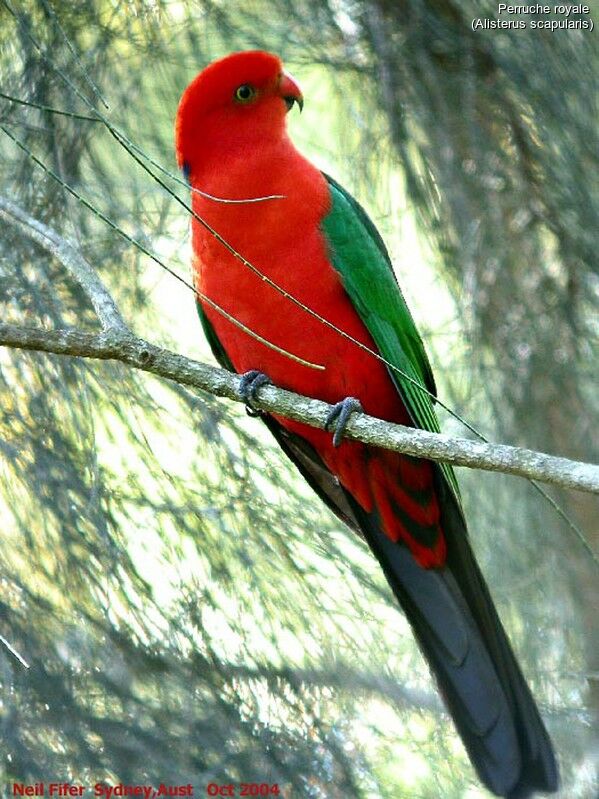 Australian King Parrot