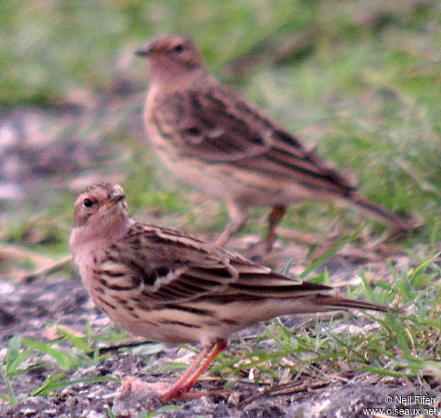 Pipit à gorge rousse