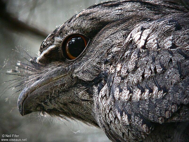 Tawny Frogmouth