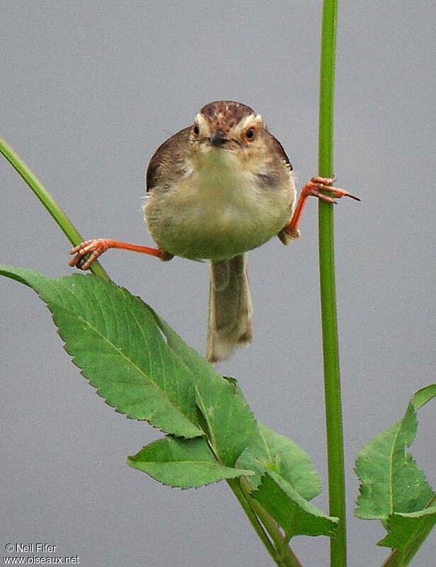 Prinia simple