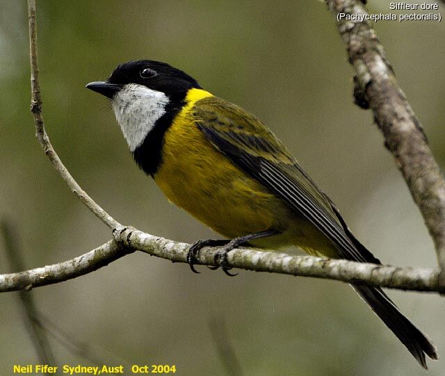 Australian Golden Whistler