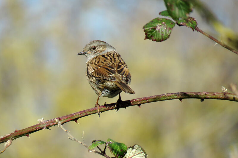 Dunnock