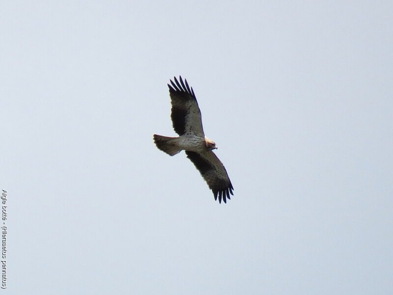 Aigle botté