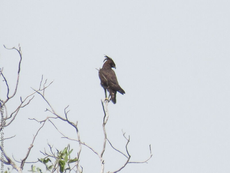 Long-crested Eagle