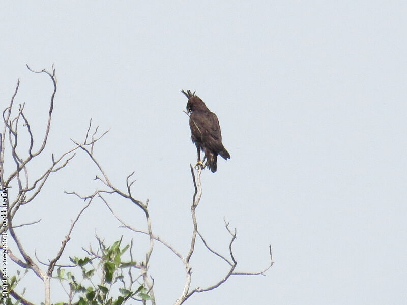 Long-crested Eagle