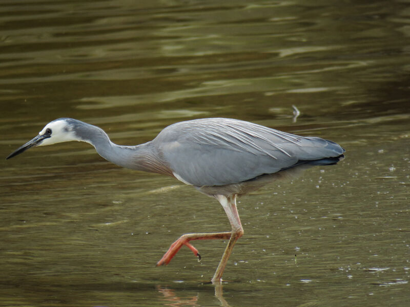 White-faced Heron