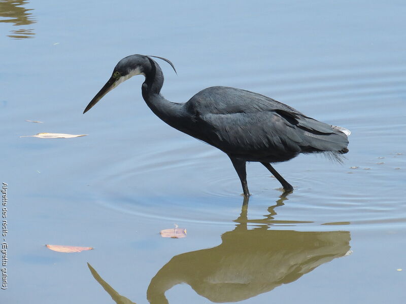 Western Reef Heron