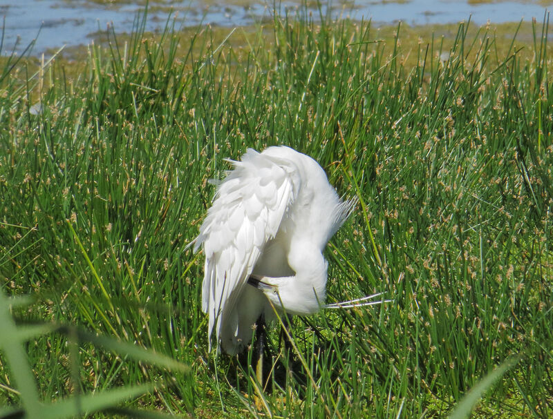 Little Egret