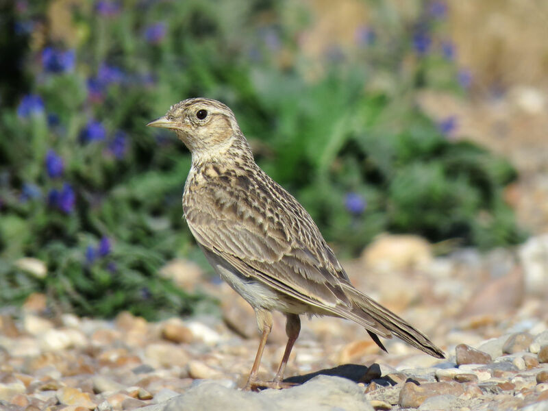 Eurasian Skylark