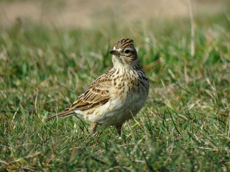 Eurasian Skylark