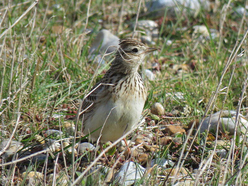 Eurasian Skylark