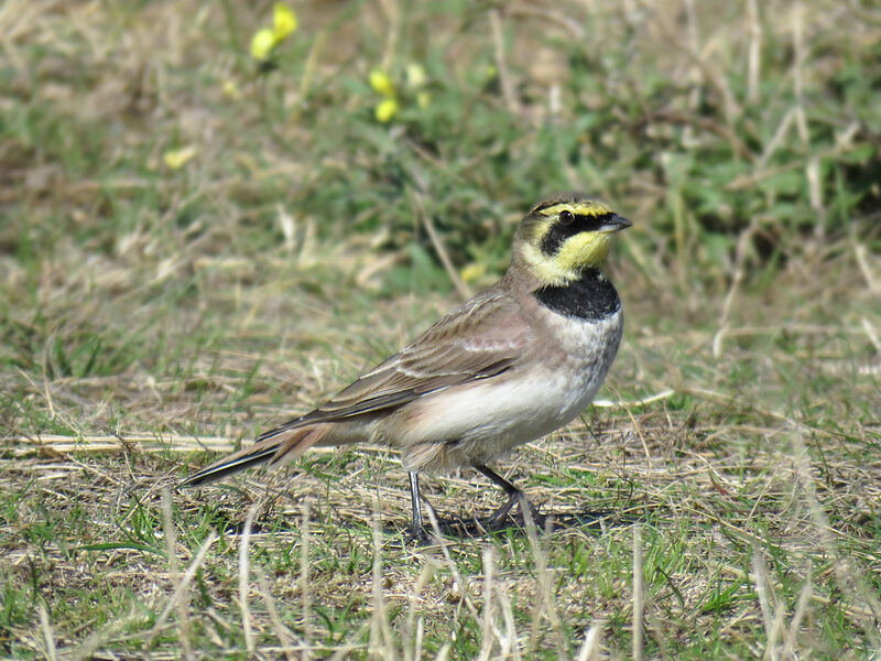 Horned Lark