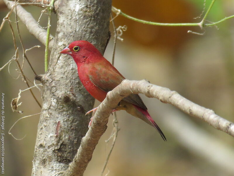 Red-billed Firefinch