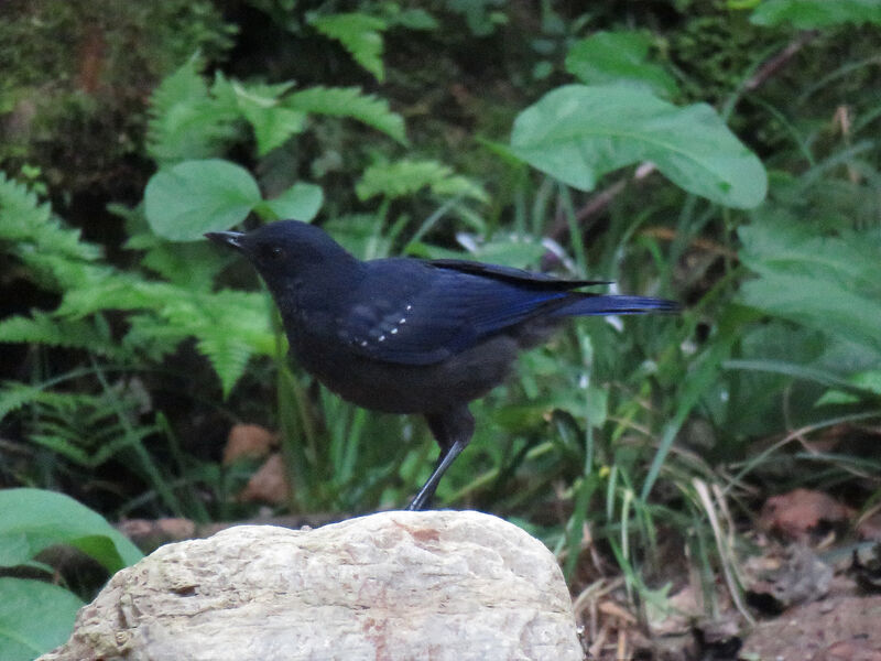 Blue Whistling Thrush