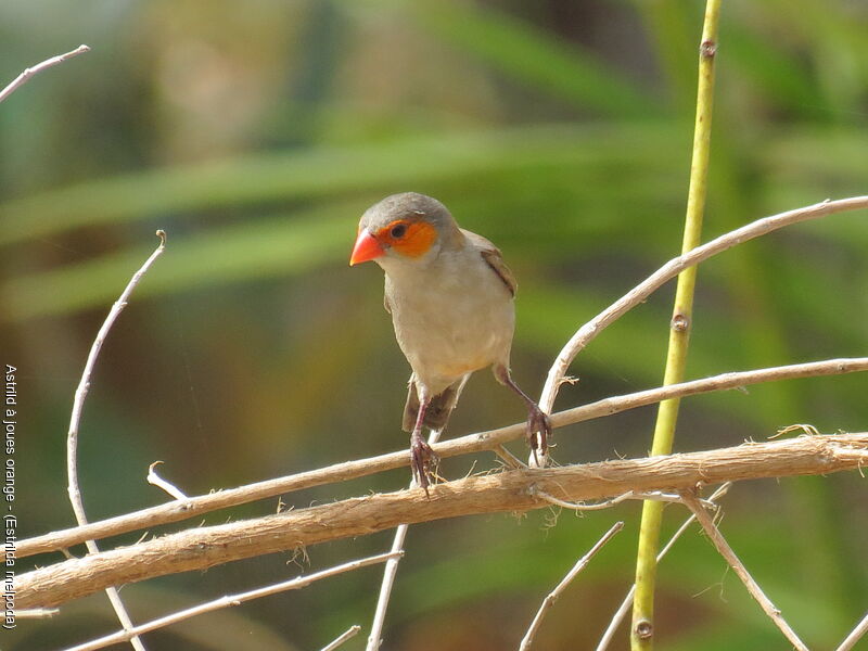 Orange-cheeked Waxbill