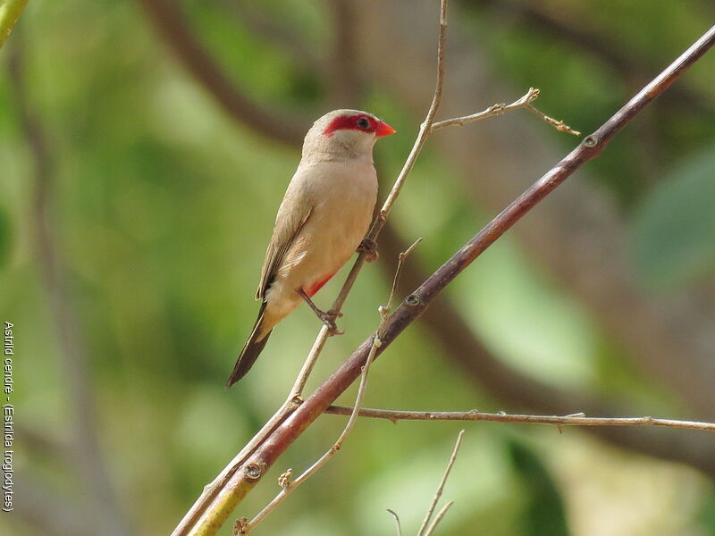 Black-rumped Waxbill