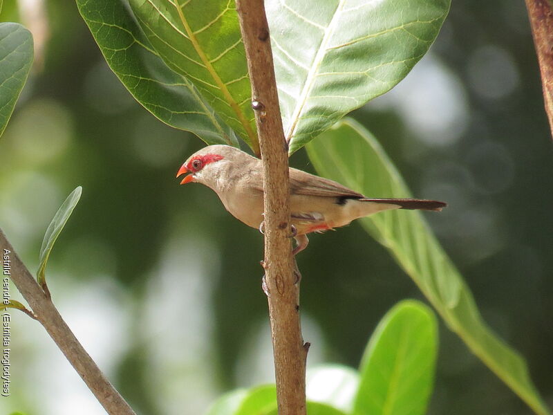 Black-rumped Waxbill