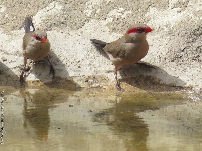 Black-rumped Waxbill