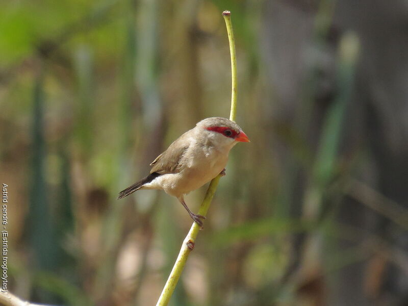 Black-rumped Waxbill