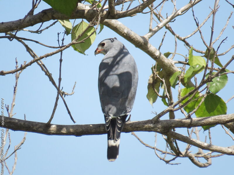 Lizard Buzzard