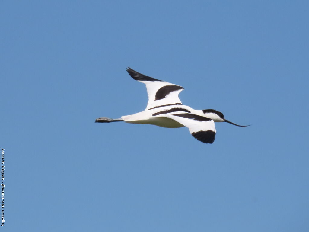 Pied Avocet