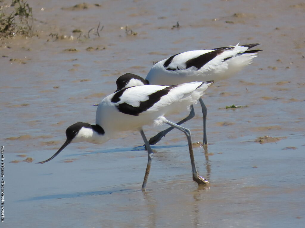 Pied Avocet