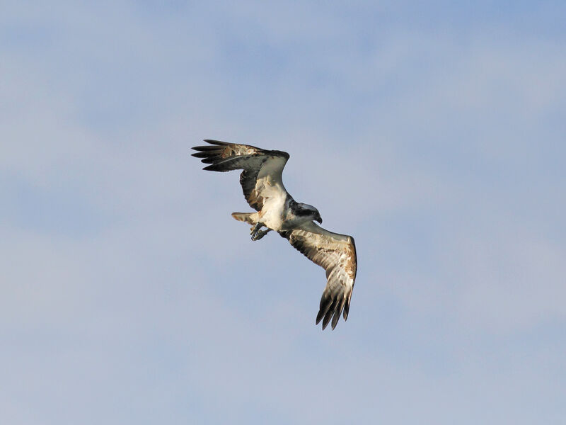 Balbuzard pêcheur