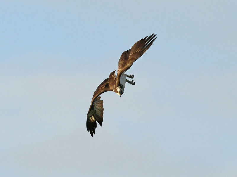 Osprey