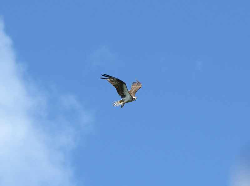 Osprey