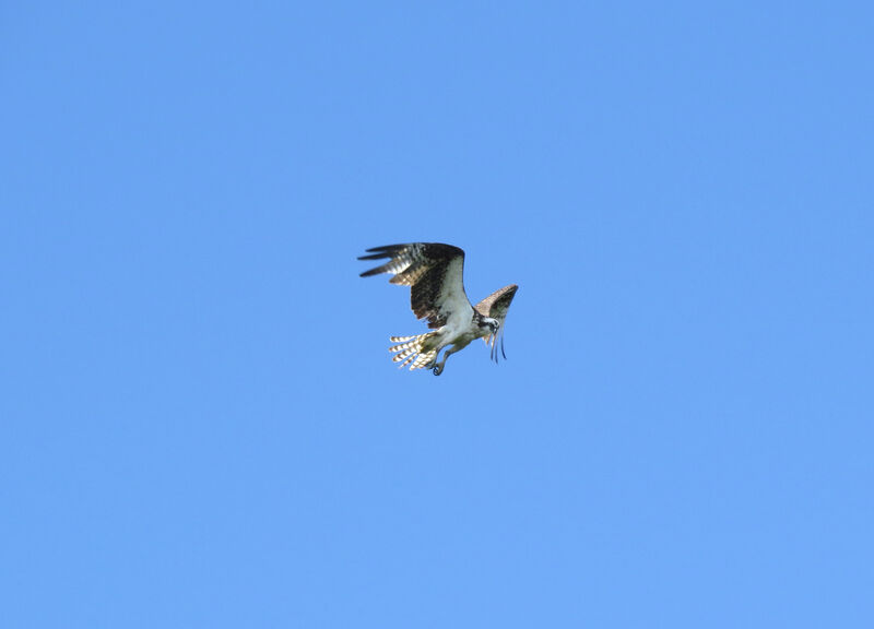 Osprey