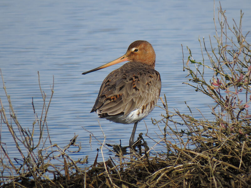 Black-tailed Godwit