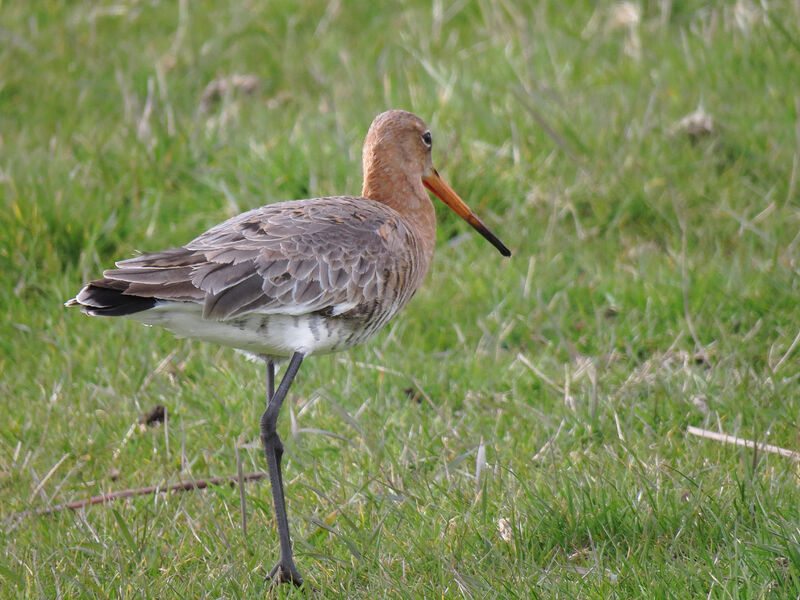 Black-tailed Godwit