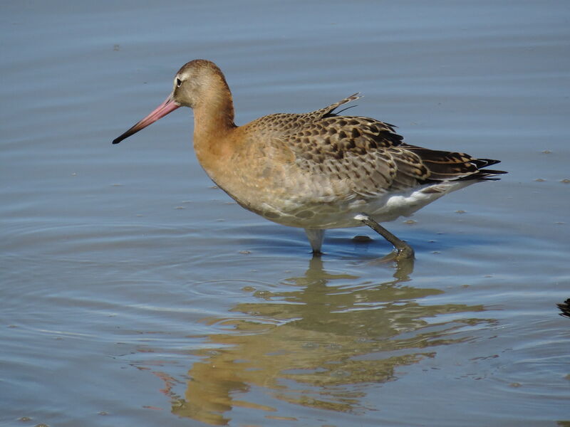 Black-tailed Godwit