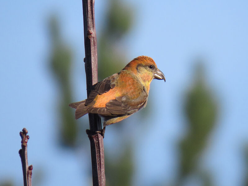 Red Crossbill