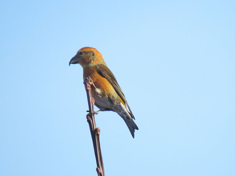 Red Crossbill