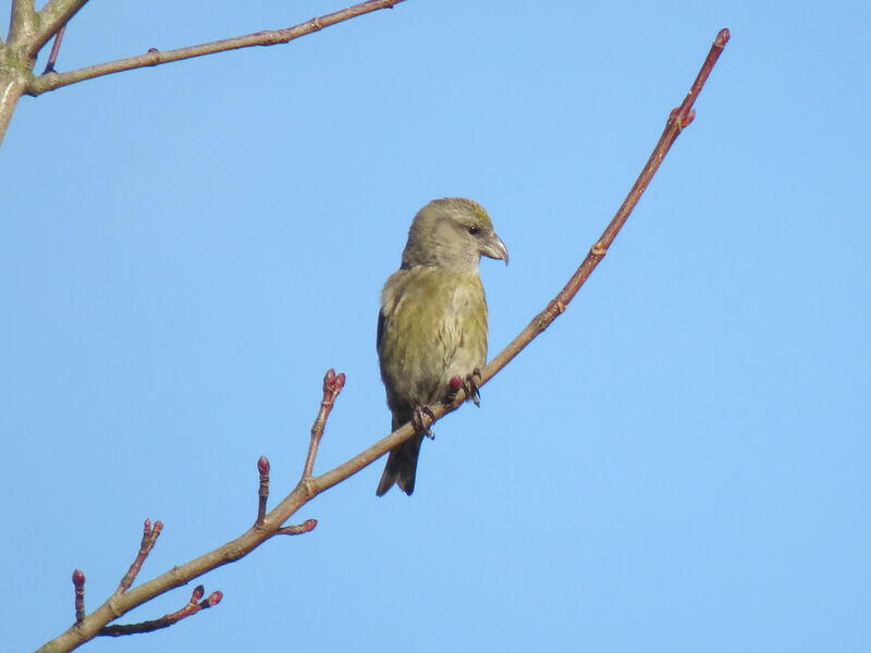 Red Crossbill