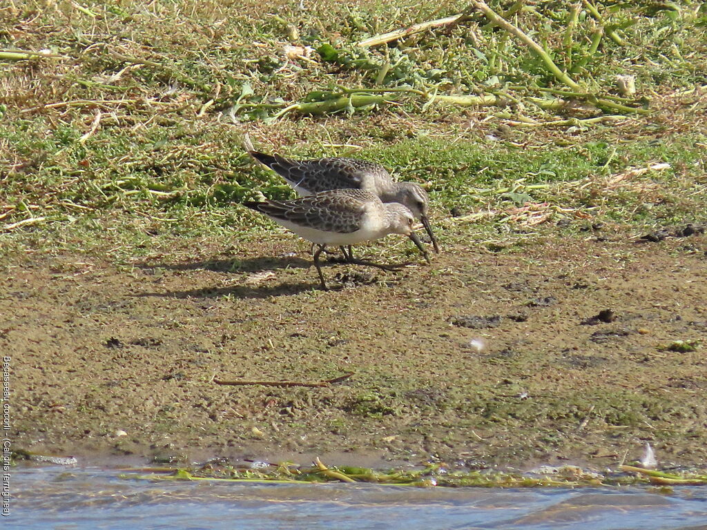 Bécasseau cocorli